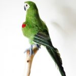 Perroquet vert